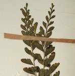 Lindsaea odorata