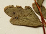 Lindsaea odorata