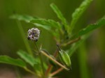 Monsonia angustifolia