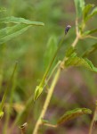 Monsonia angustifolia