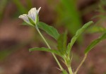 Monsonia angustifolia