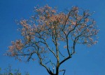 Stereospermum kunthianum