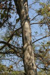 Stereospermum kunthianum