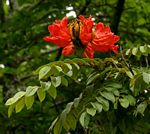 Spathodea campanulata
