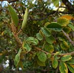 Spathodea campanulata