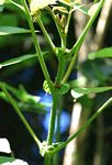 Spathodea campanulata