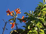 Tecomaria capensis subsp. nyassae