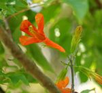 Tecomaria capensis subsp. nyassae