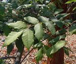 Fernandoa abbreviata