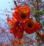 Fernandoa abbreviata