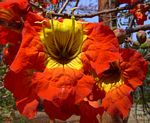 Fernandoa abbreviata