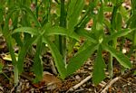 Cissus bathyrakodes