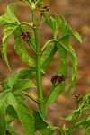 Cissus bathyrakodes