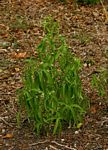 Cissus bathyrakodes