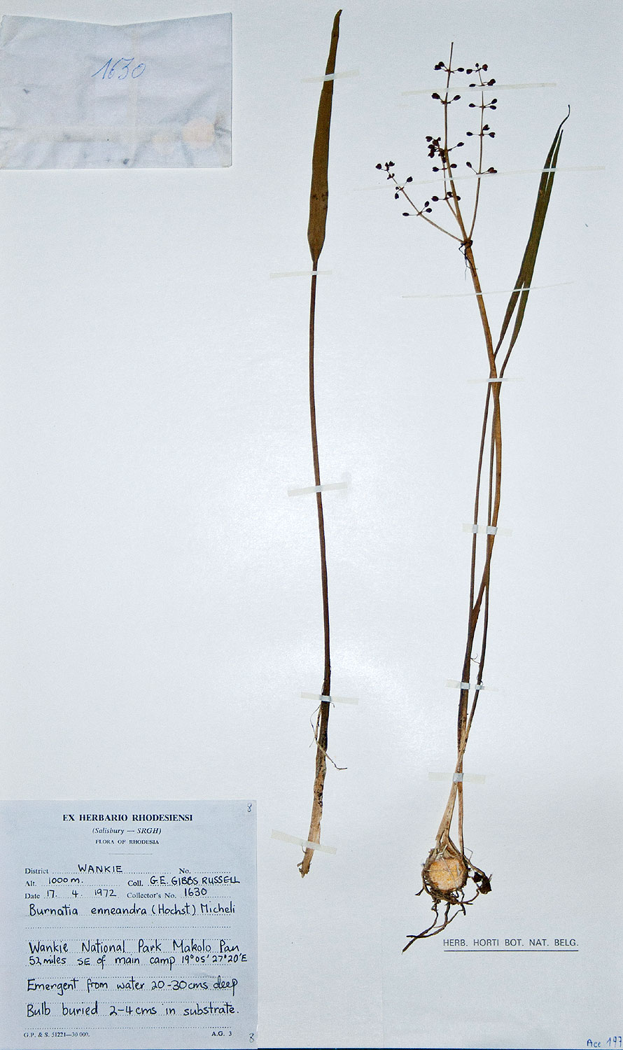 Burnatia enneandra image