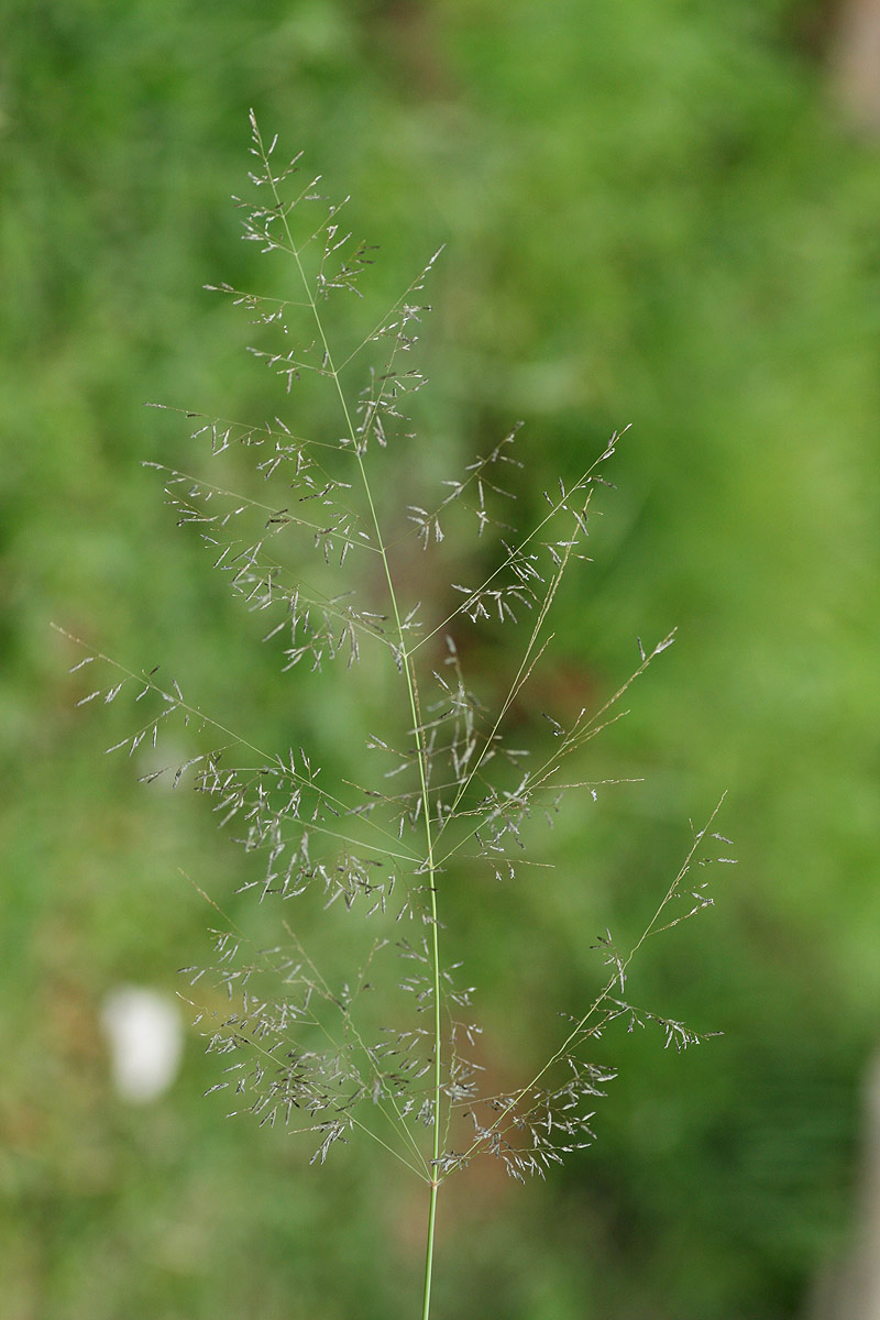 Eragrostis rigidior image