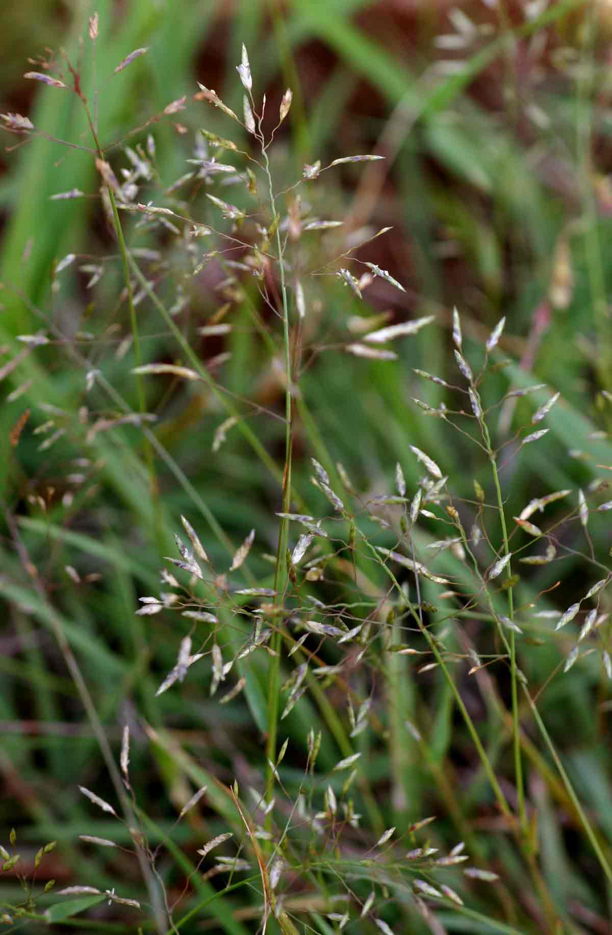 Eragrostis patenti-pilosa image