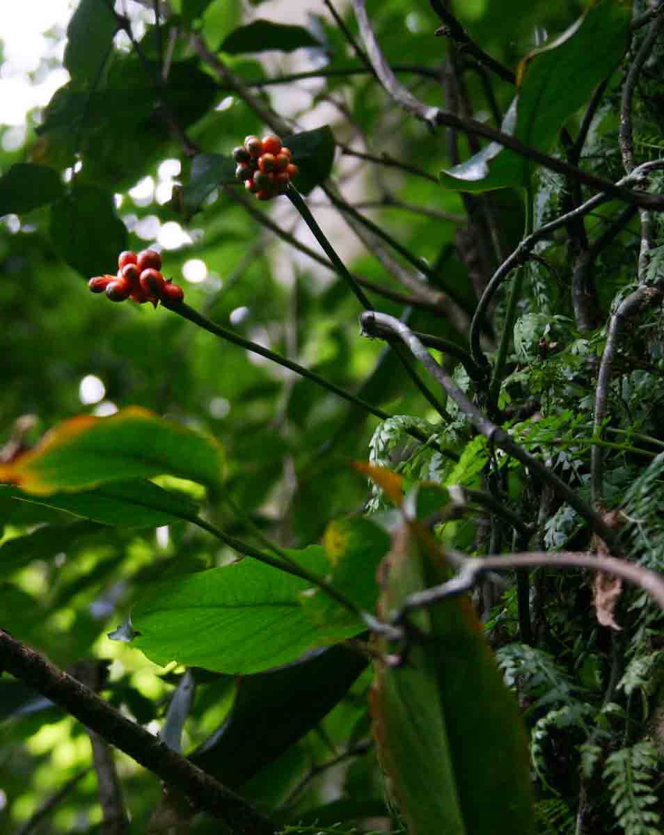 Culcasia falcifolia image