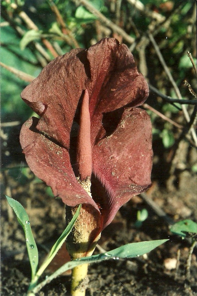 Amorphophallus gomboczianus image