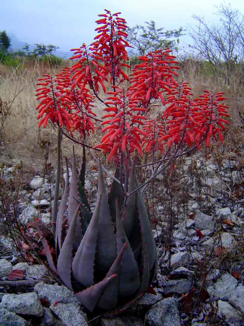 Aloe chabaudii var. chabaudii