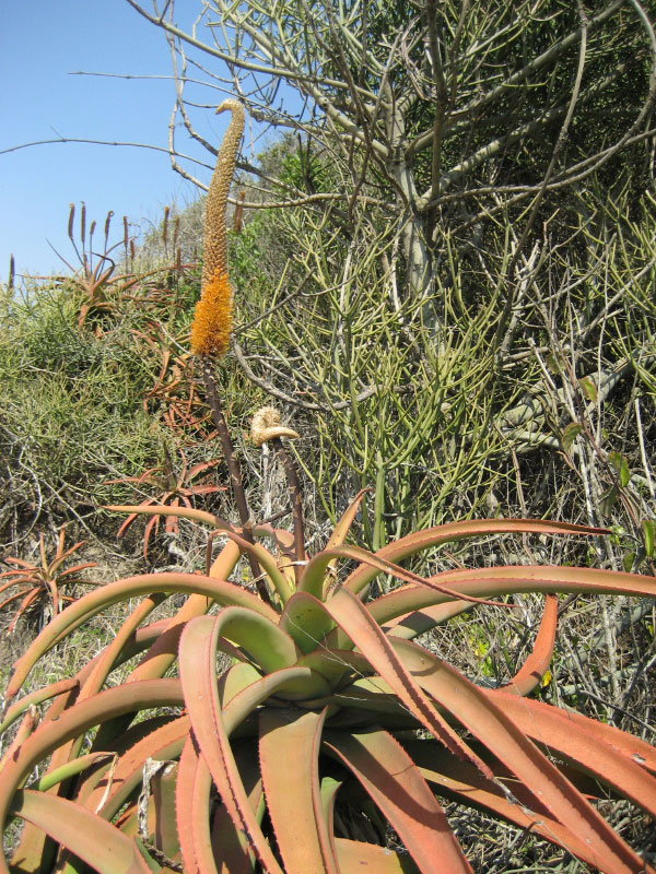 Aloe spicata