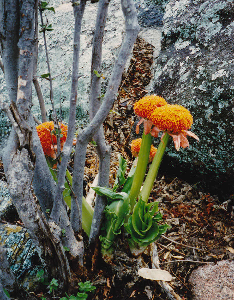 Scadoxus puniceus image