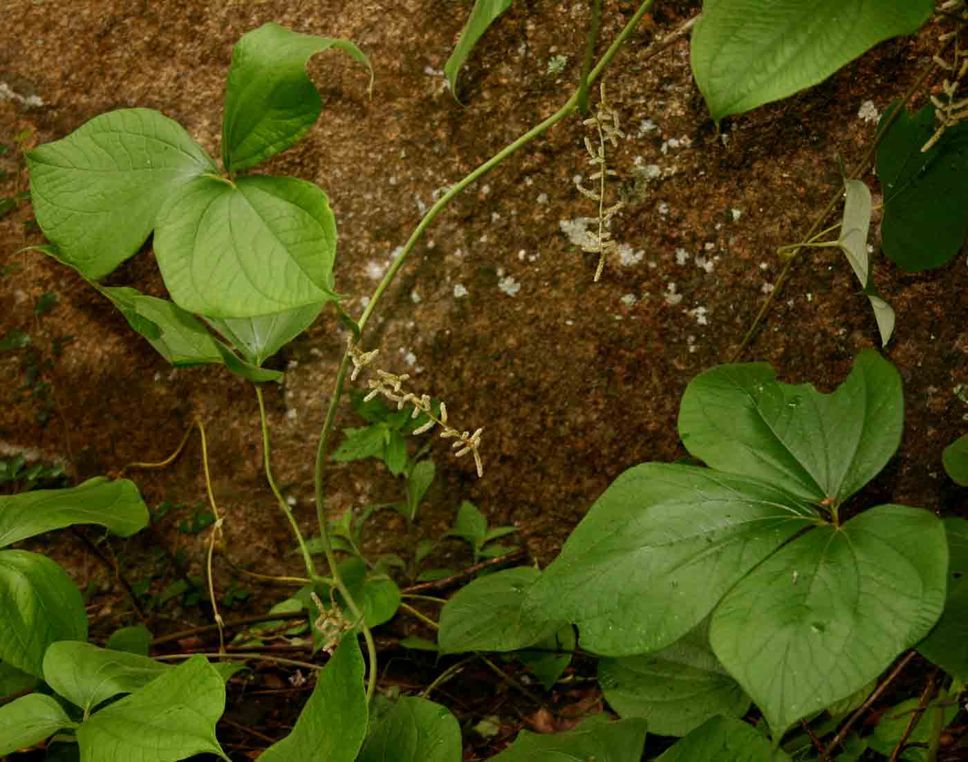 Dioscorea abyssinica image