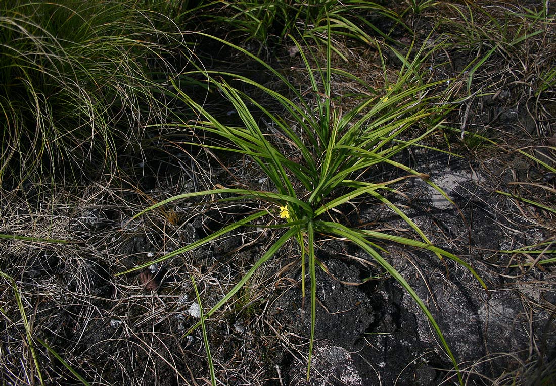 Hypoxis angustifolia image