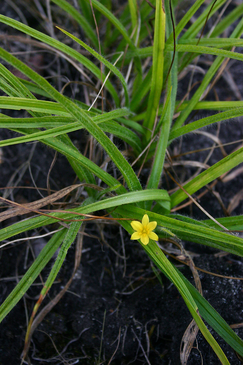 Hypoxis angustifolia image