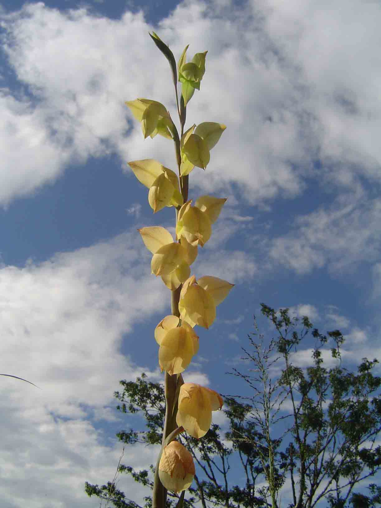 Gladiolus dalenii image