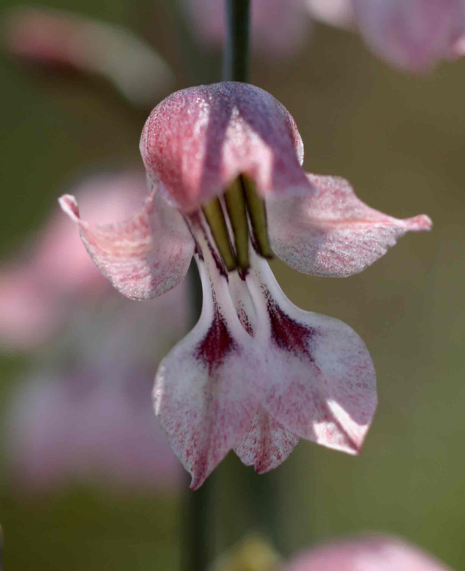 Gladiolus unguiculatus