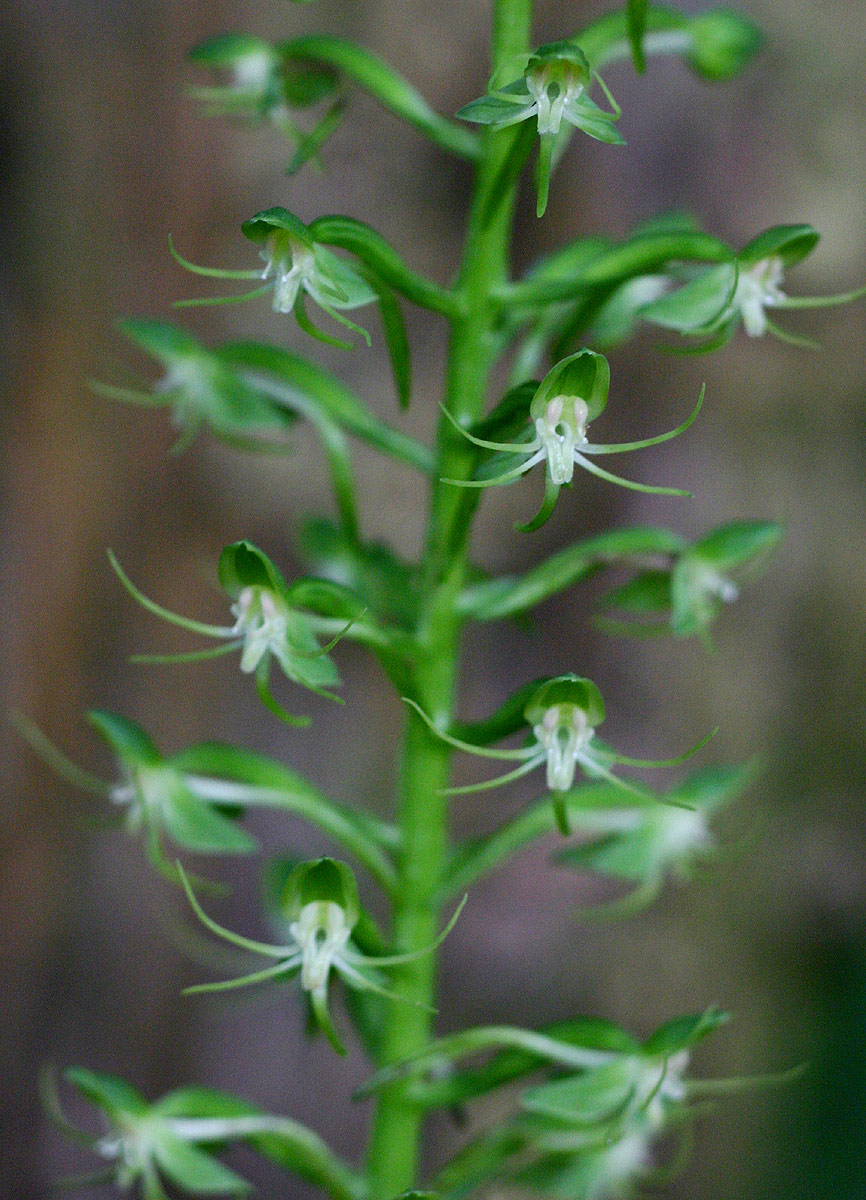Habenaria malacophylla image