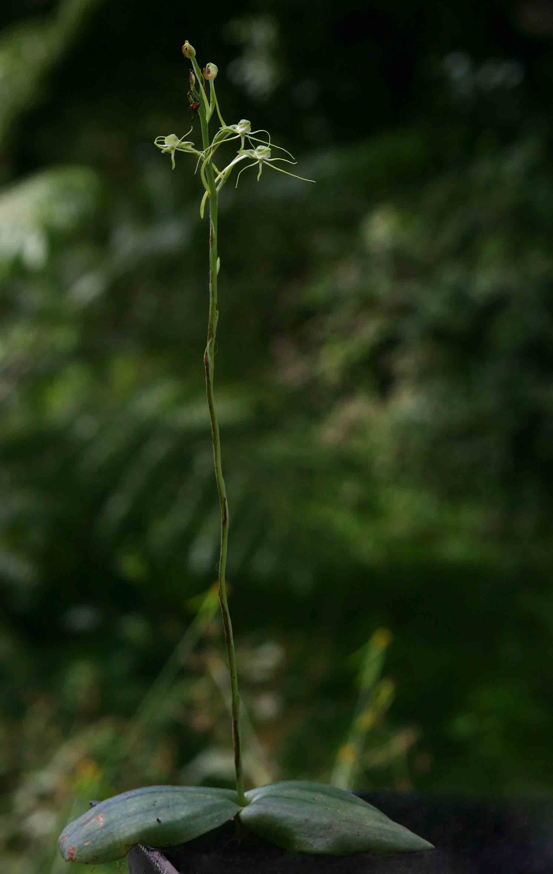 Habenaria trilobulata