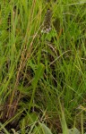Brownleea parviflora