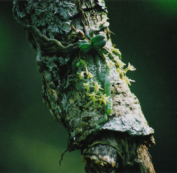 Angraecopsis amaniensis