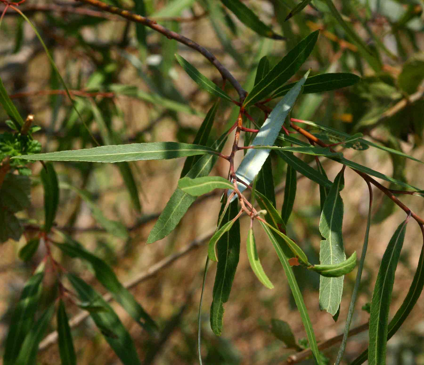 Salix mucronata subsp. subserrata