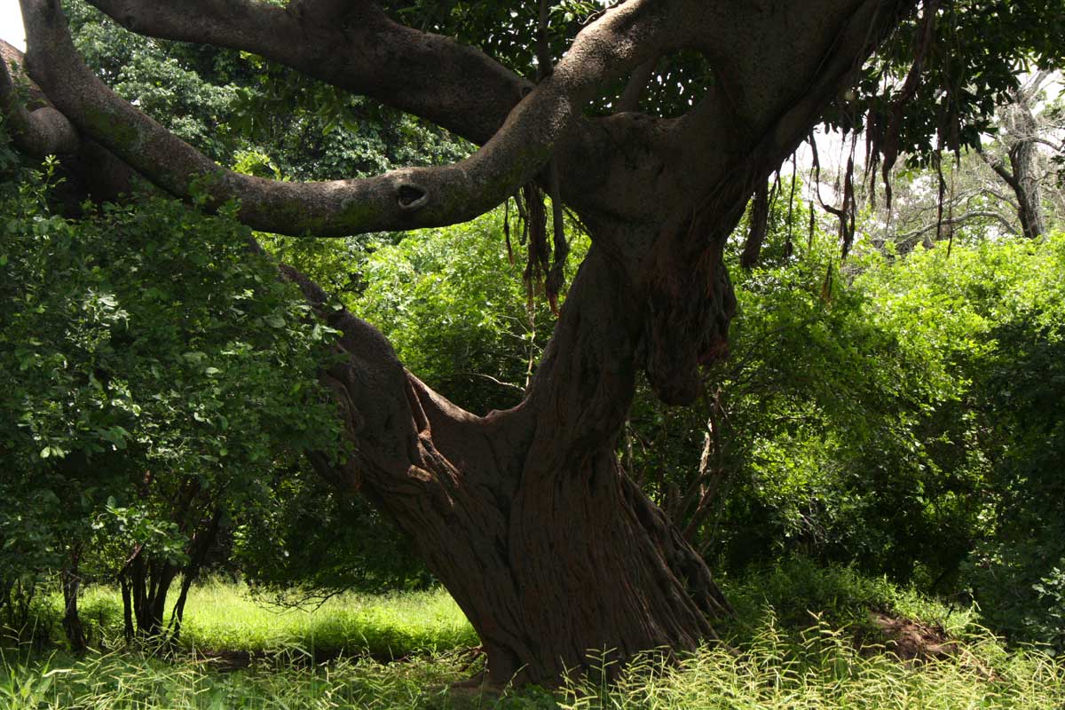 Ficus bussei image