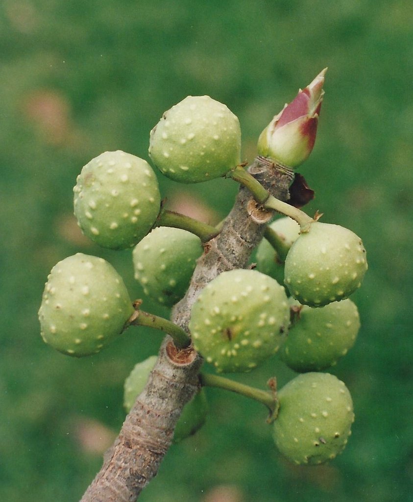 Ficus bussei image