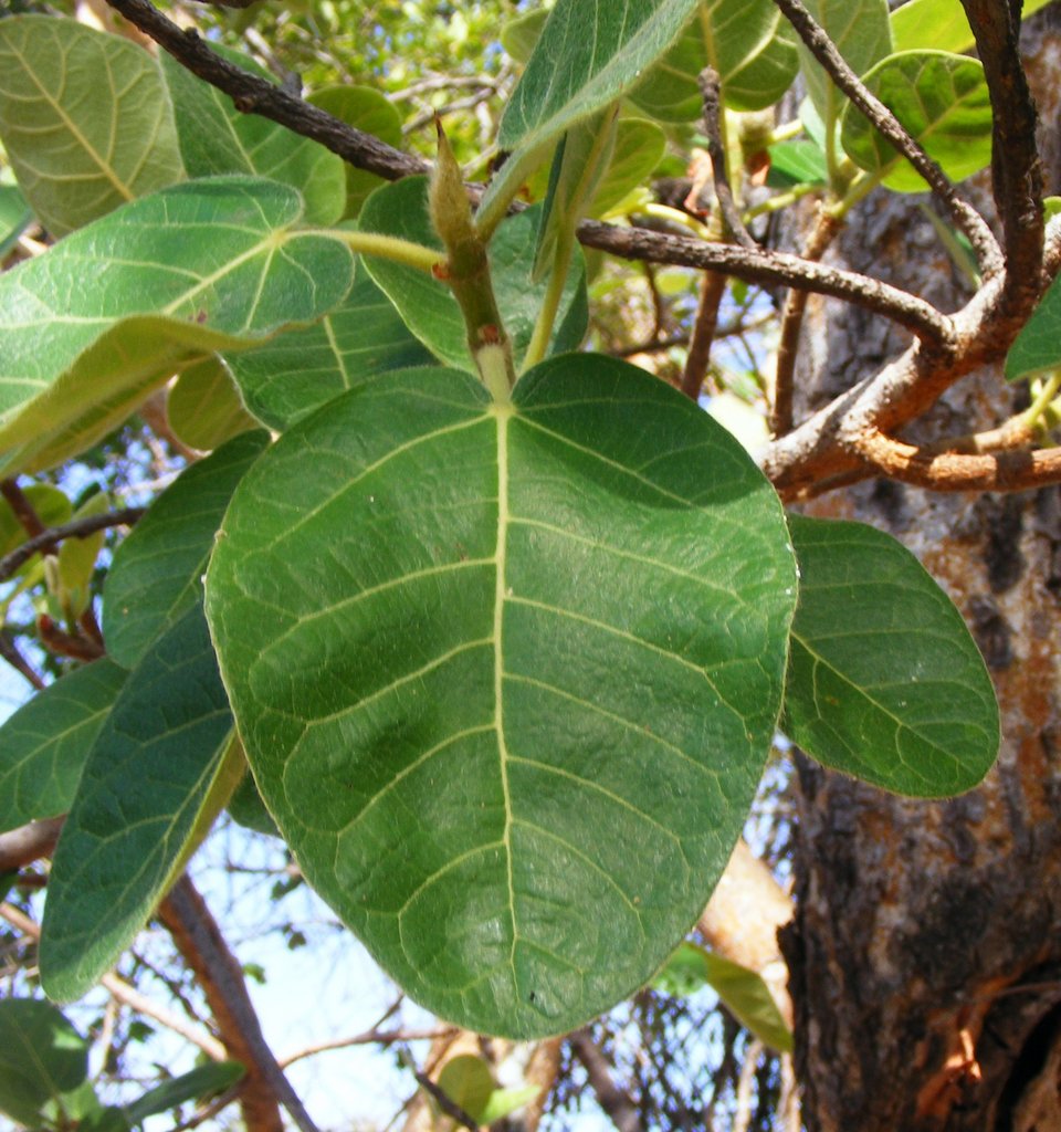 Ficus glumosa image