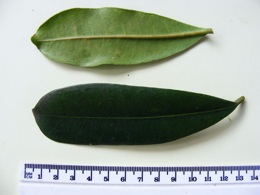 Ficus scassellatii image