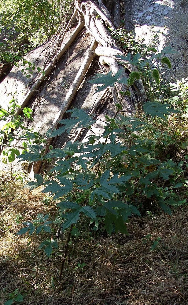 Girardinia diversifolia subsp. diversifolia image
