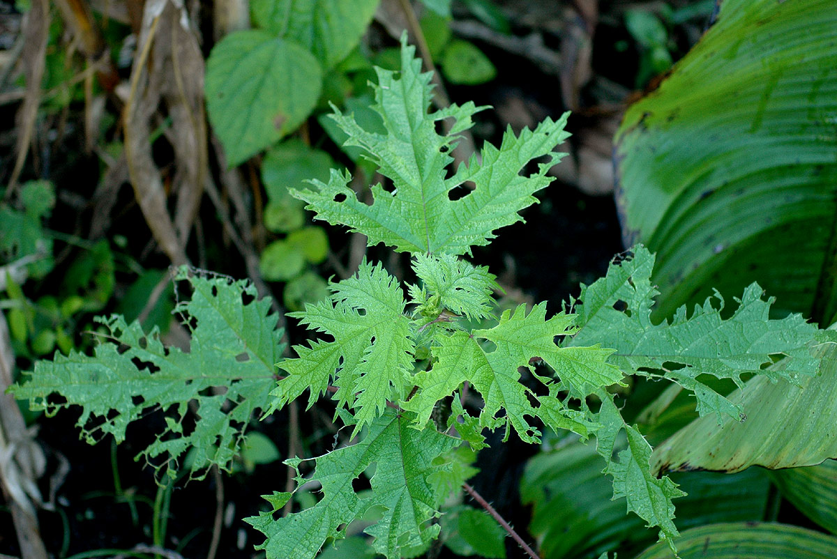 Girardinia diversifolia subsp. diversifolia image