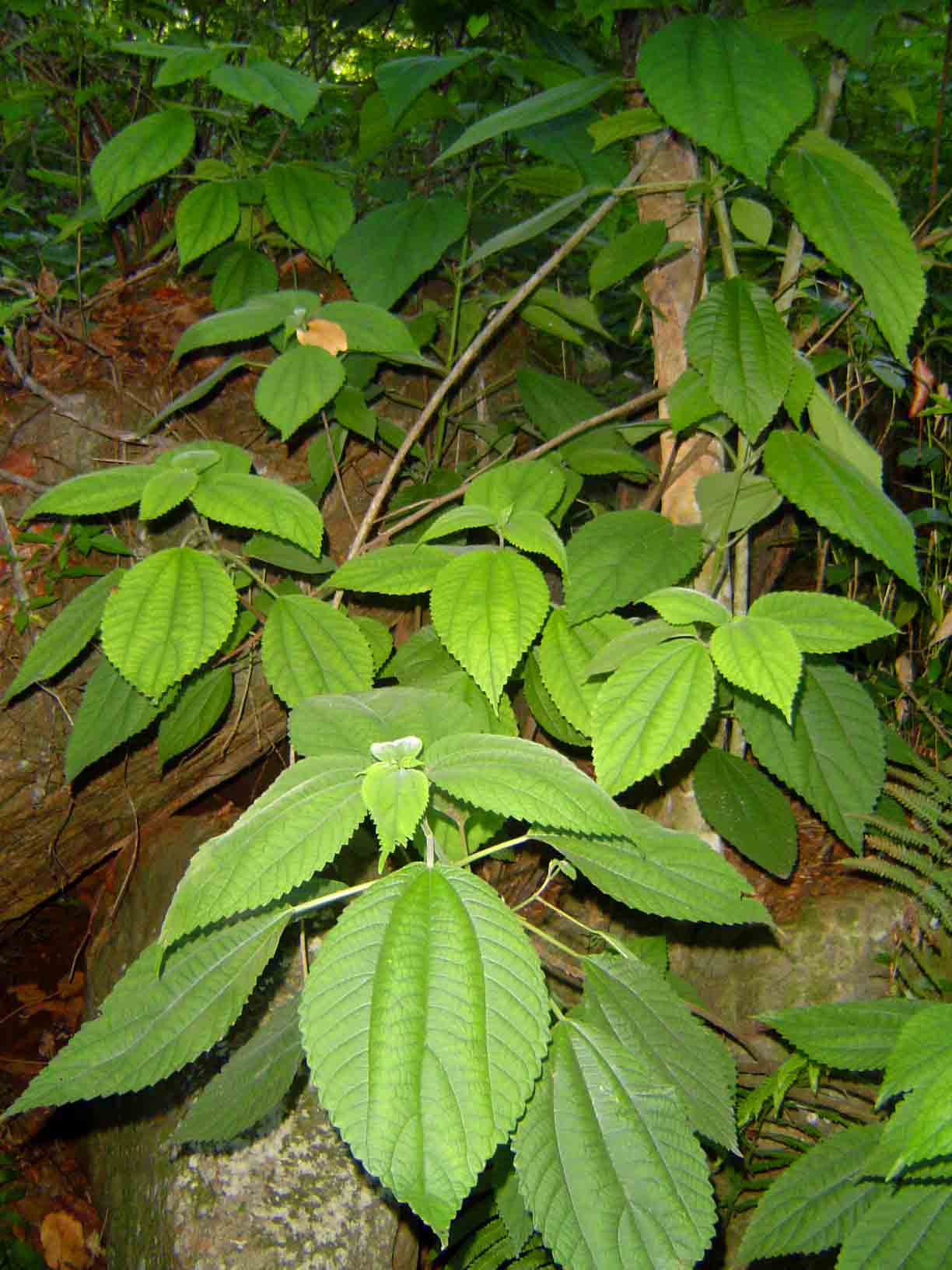 Boehmeria macrophylla image