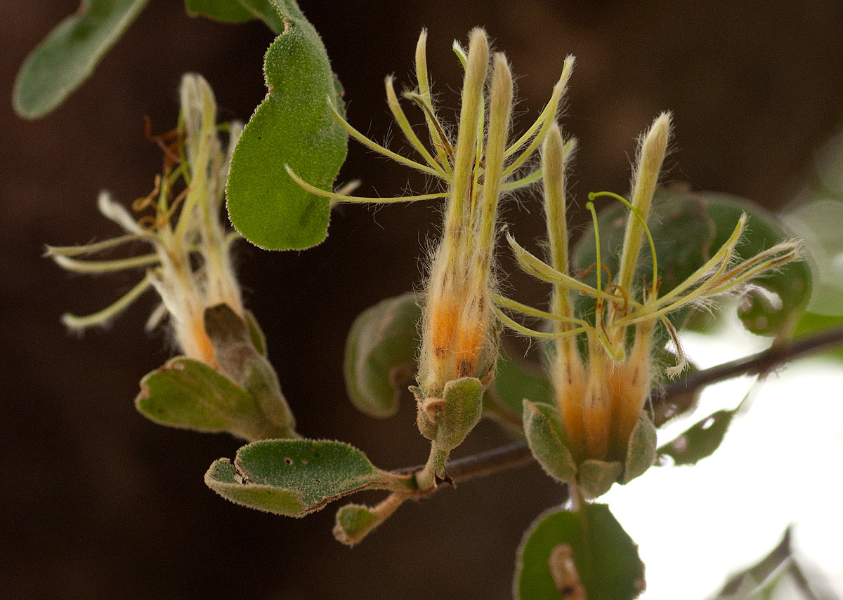 Erianthemum image