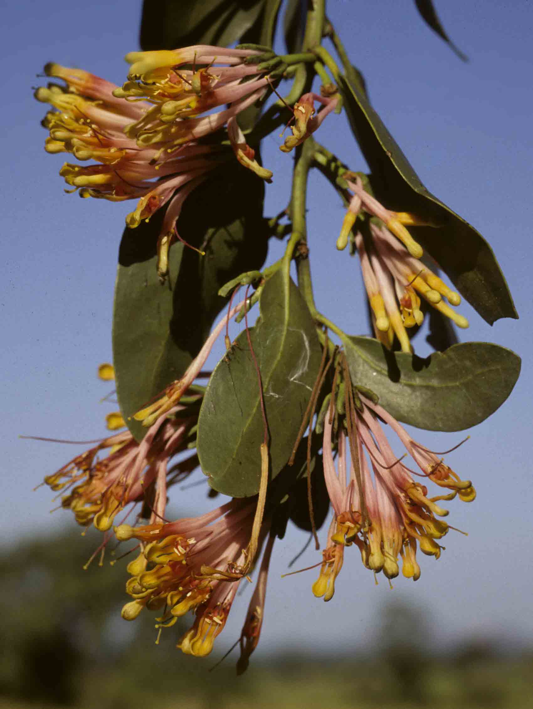 Agelanthus subulatus