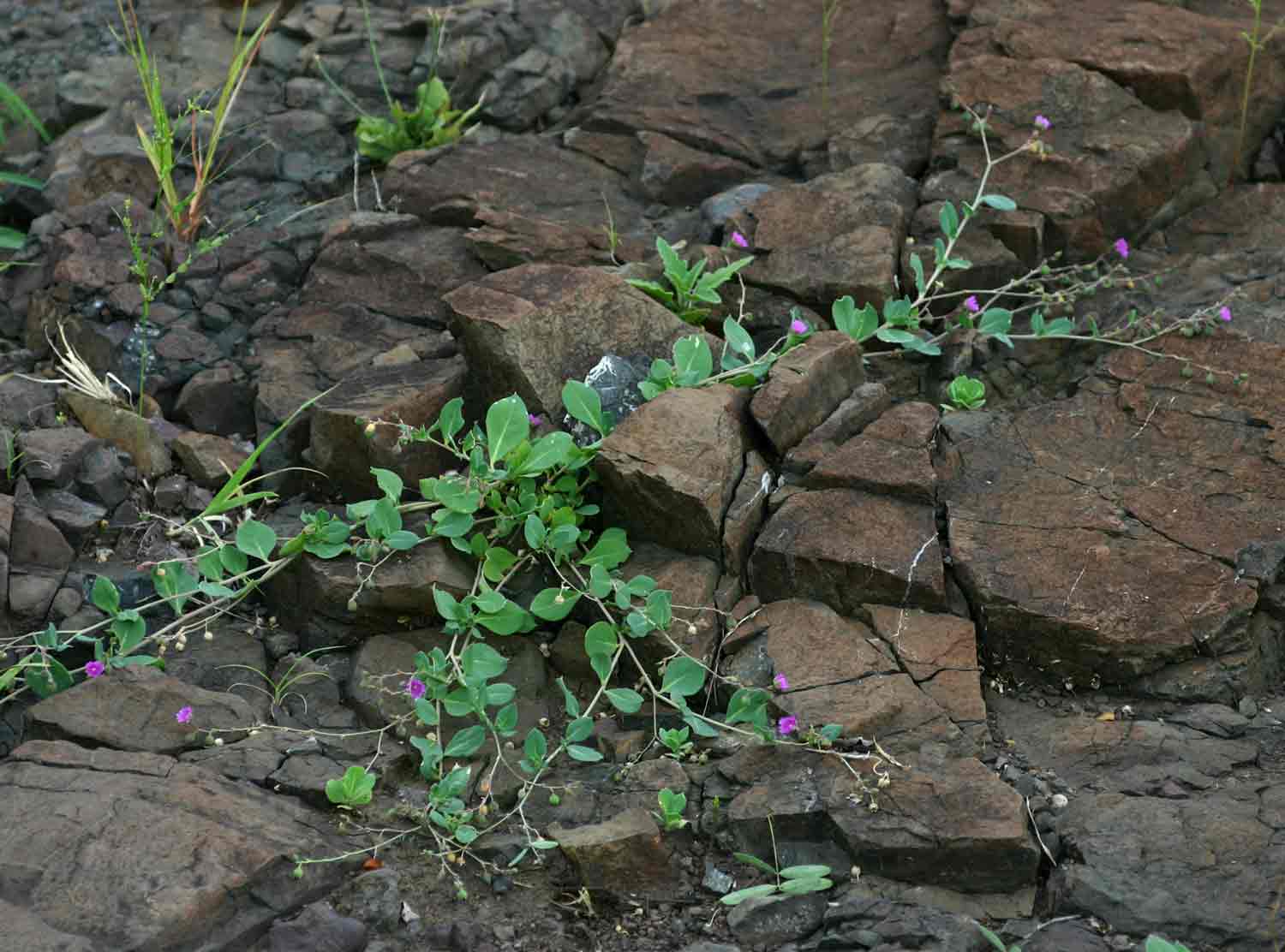 Corbichonia decumbens image