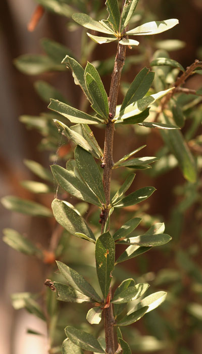 Boscia integrifolia image