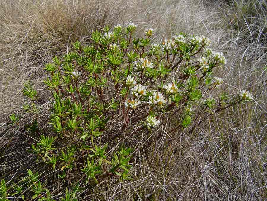 Crassula sarcocaulis subsp. sarcocaulis