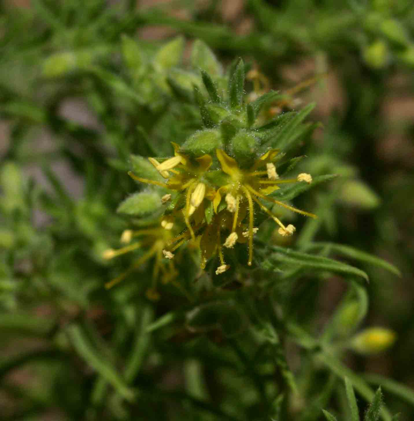 Vahlia capensis subsp. vulgaris var. vulgaris