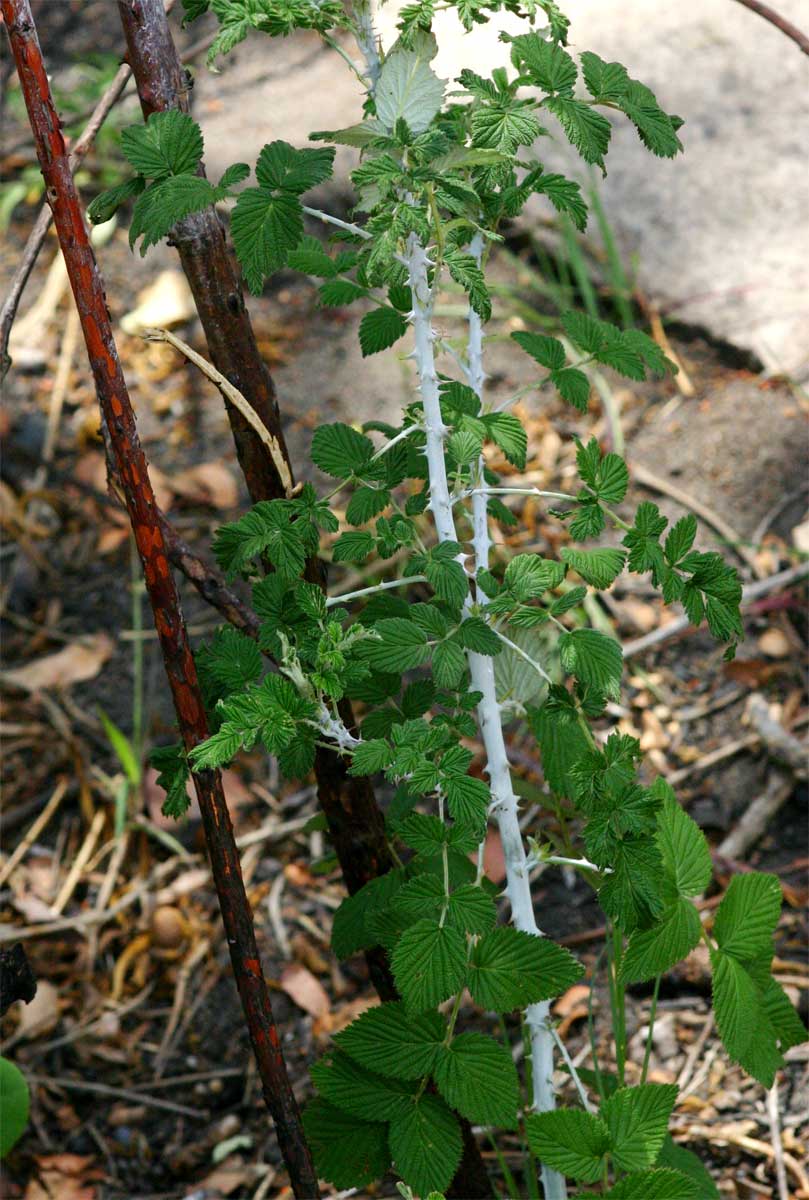 Rubus niveus image